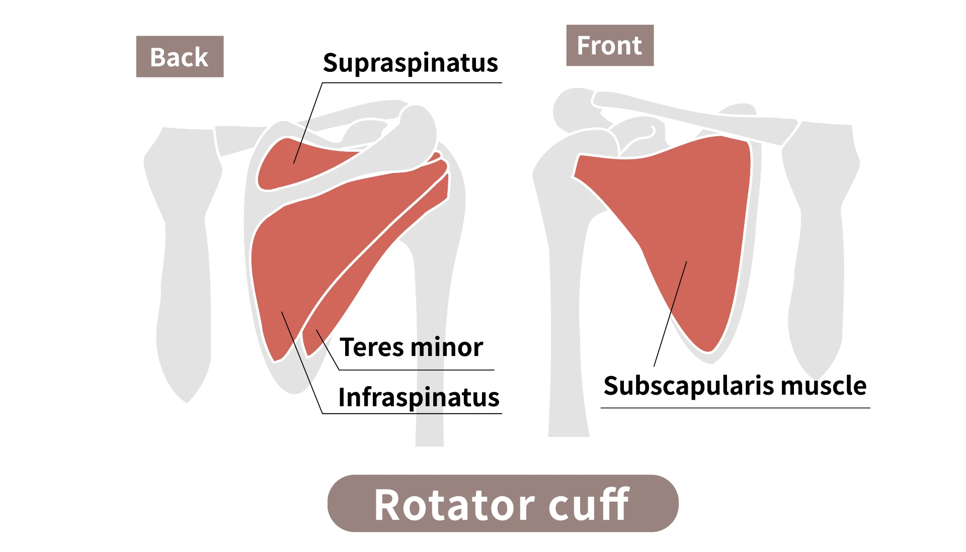 Diagram showing the four muscles of the rotator cuff around the shoulder.