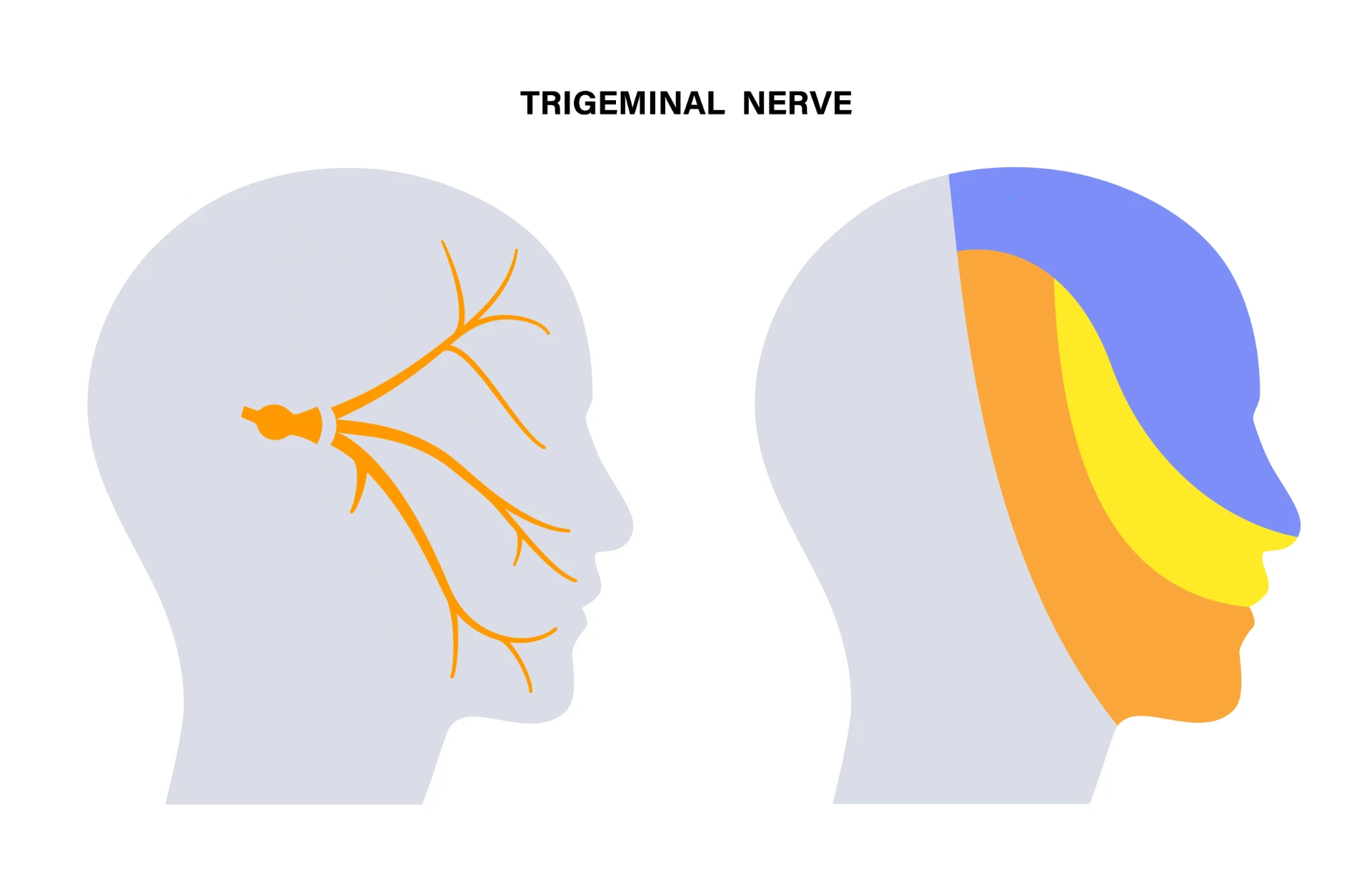 Illustration of the trigeminal nerve and its sensory distribution across the face and head.